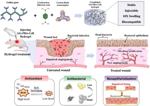 Researchers from IIT Gandhinagar, Nirma University Develop Novel Hydrogel to Accelerate Wound Healing